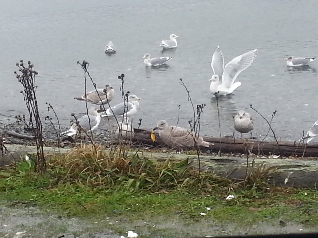 The gulls seemed happier about the weather than the ducks!