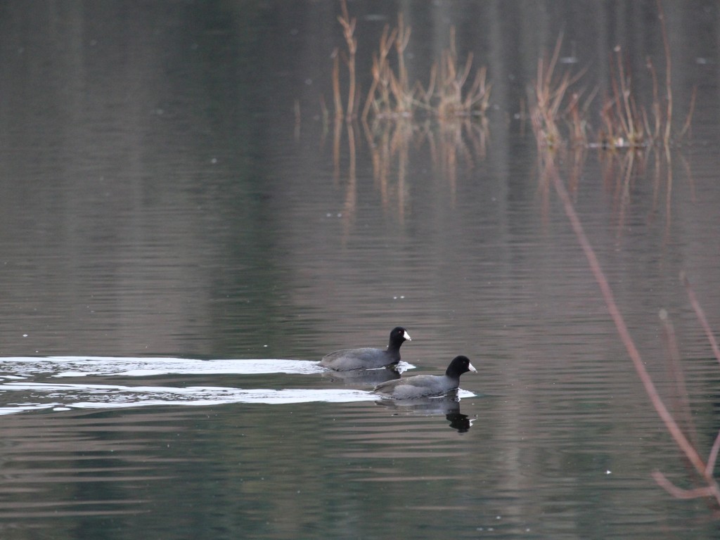 Finally!  American Coots.