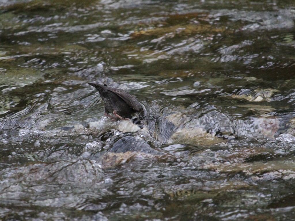 American Dipper checking out the river.