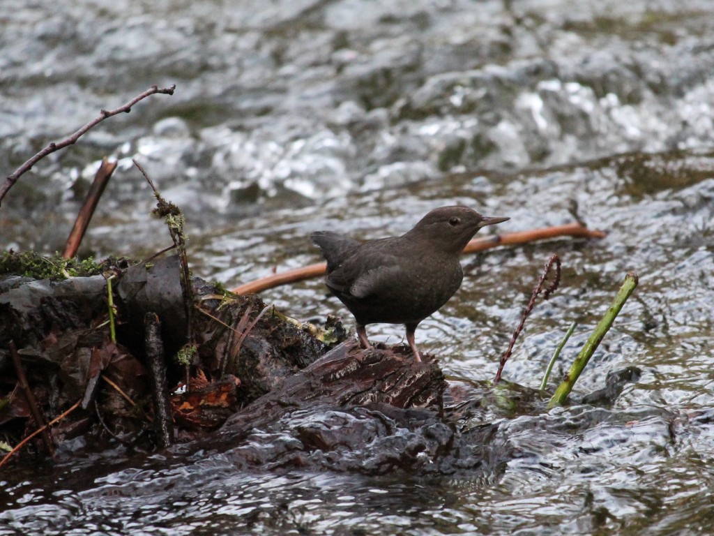 Dipping and singing-American Dipper