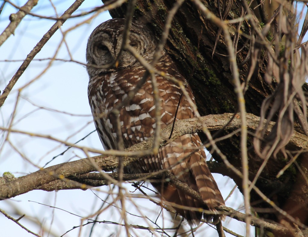 This Barred Owl was so brown, I had to do a double take.  Streaky breast, though.  Oh, well.
