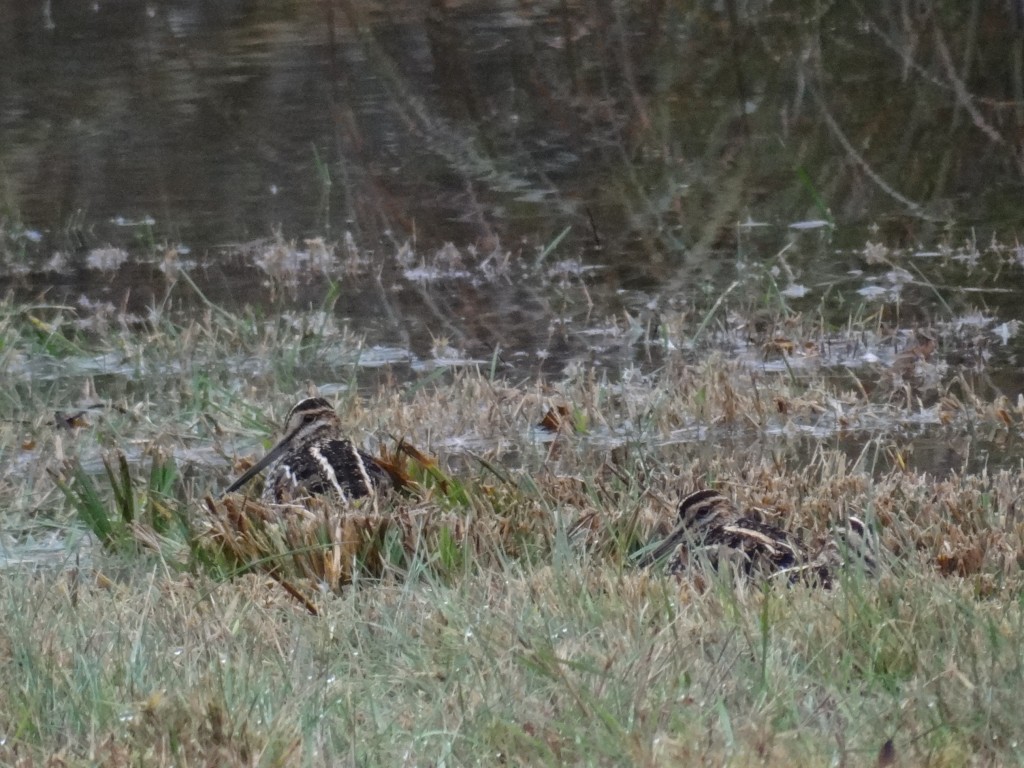 A better look at the WIlson's Snipe.