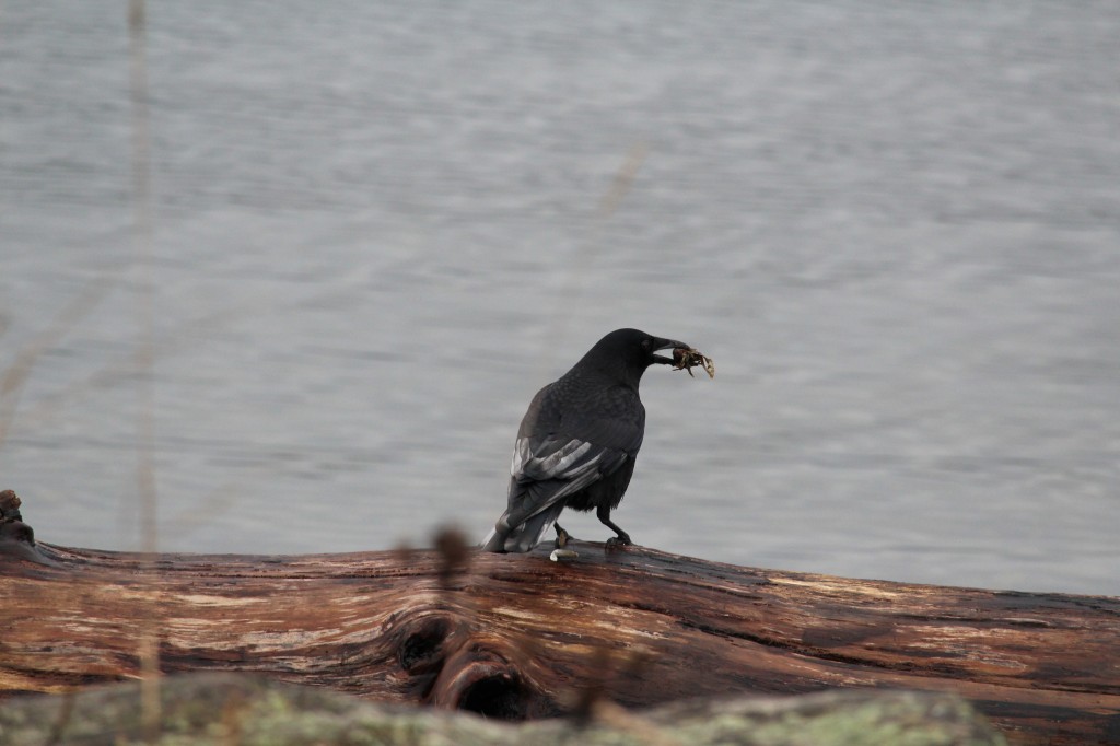 The colouration of this Northwestern Crow caught my attention.