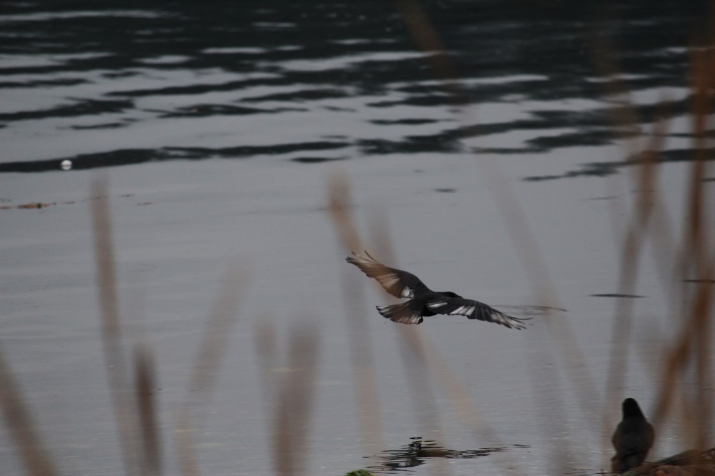 "Pied" crow in flight.