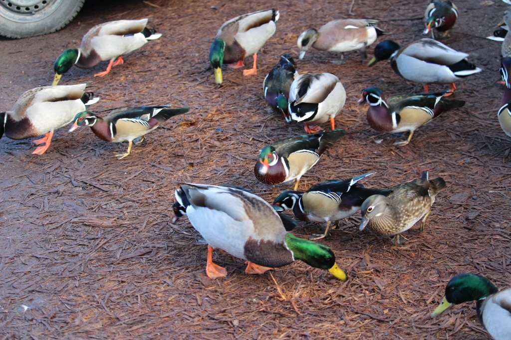 King's Pond was teeming with Wood Ducks!
