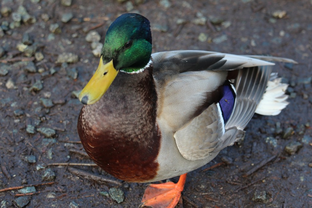 This Mallard was giving the Wood Ducks a run for their money in the flashiness department.