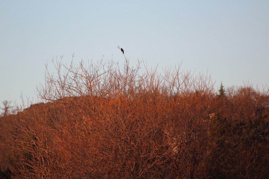 A loan Red-winged Blackbird was calling from the edge of the lake.