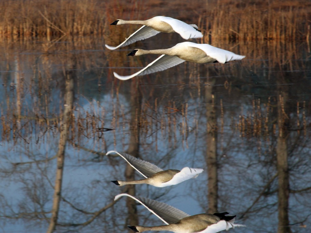 Synchornized flying: Trumpeter Swan pair