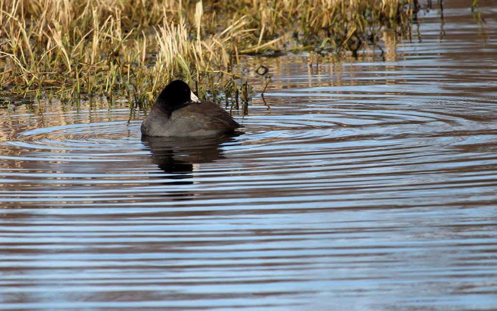 If you look closely, you can see the bright red eye of this American Coot.