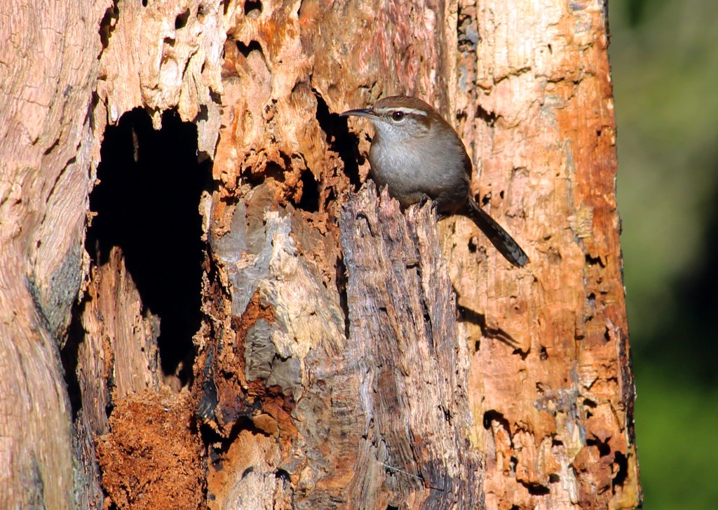 This Bewick's Wren was checking out the wildlife tree as a possible nesting site.
