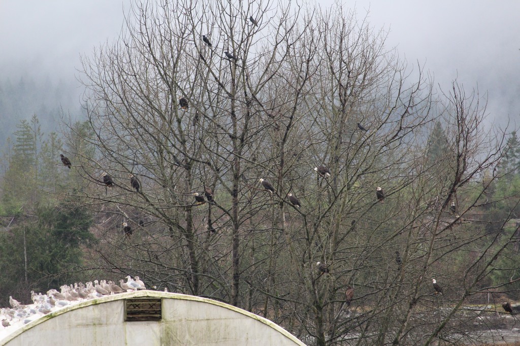 This photo illustrates why people in the Pacific Northwest are a little blase about  Bald Eagles.
