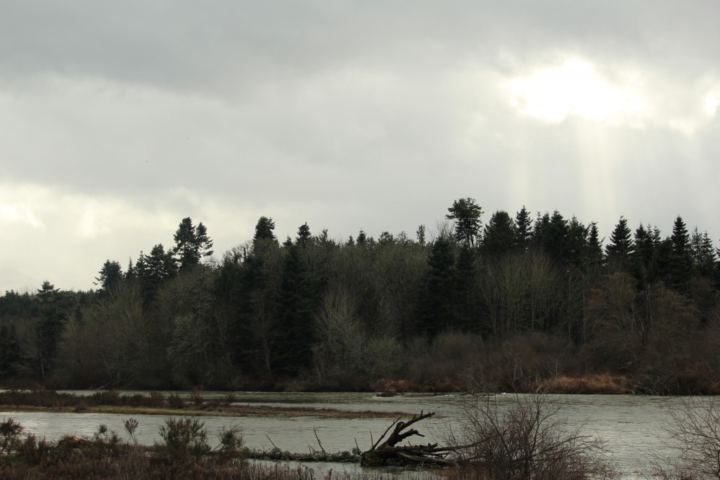 The Nanaimo River nearly overflowing its banks.