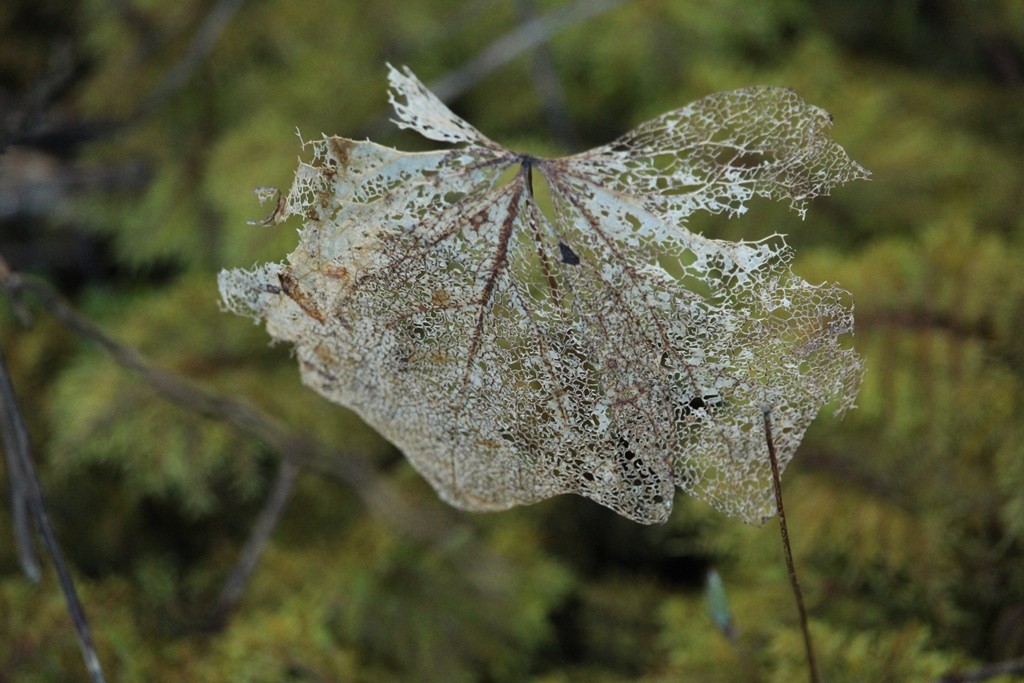 skeletonized leaf