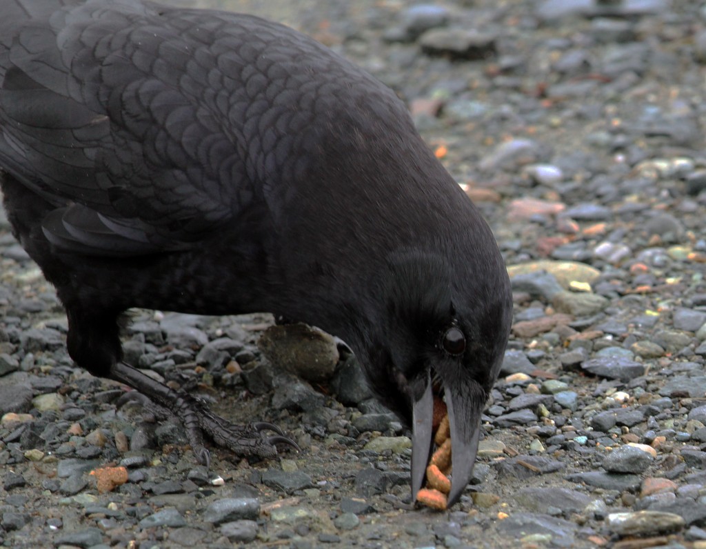 crow with food