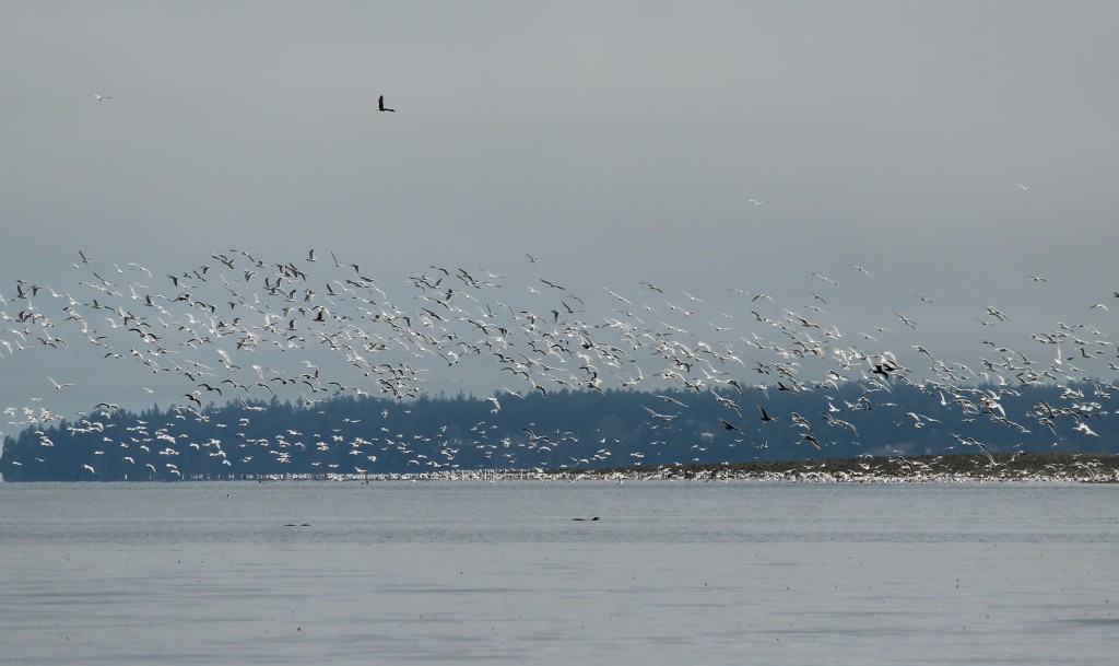 eagle with gulls