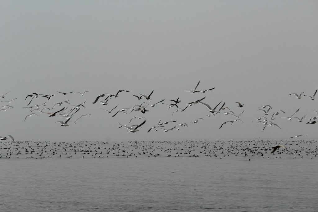 gulls and scoters
