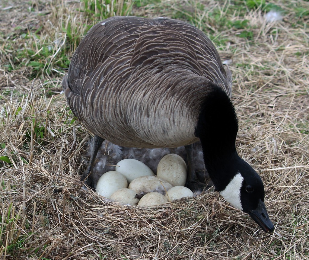 Canada goose with eggs