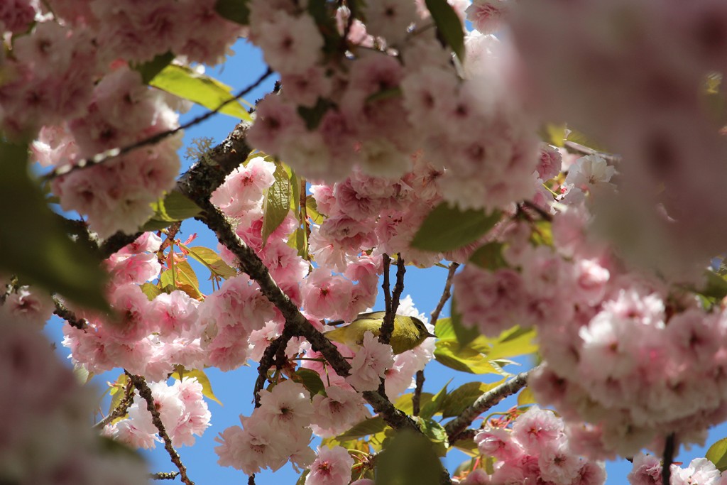 OCWA in blossoms